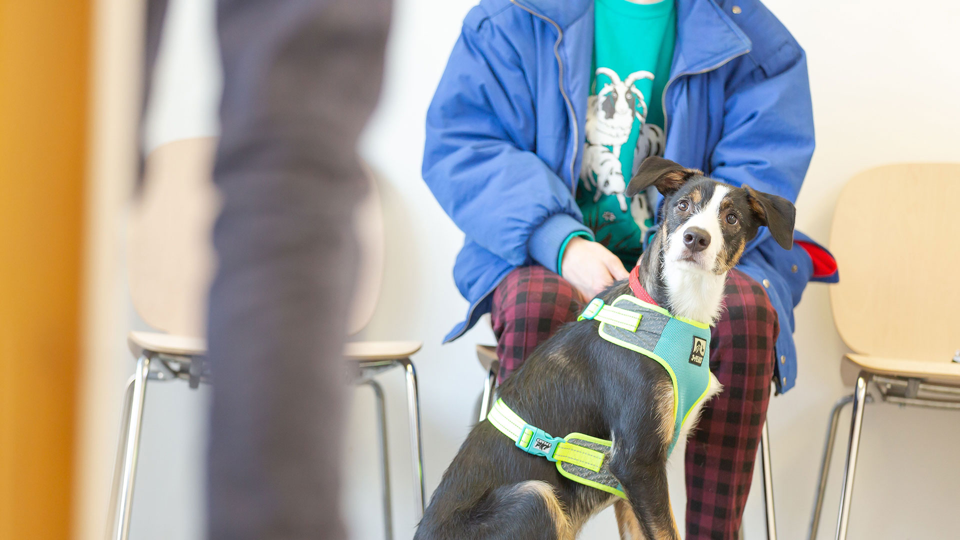 Referral Form Grove Lodge Vets