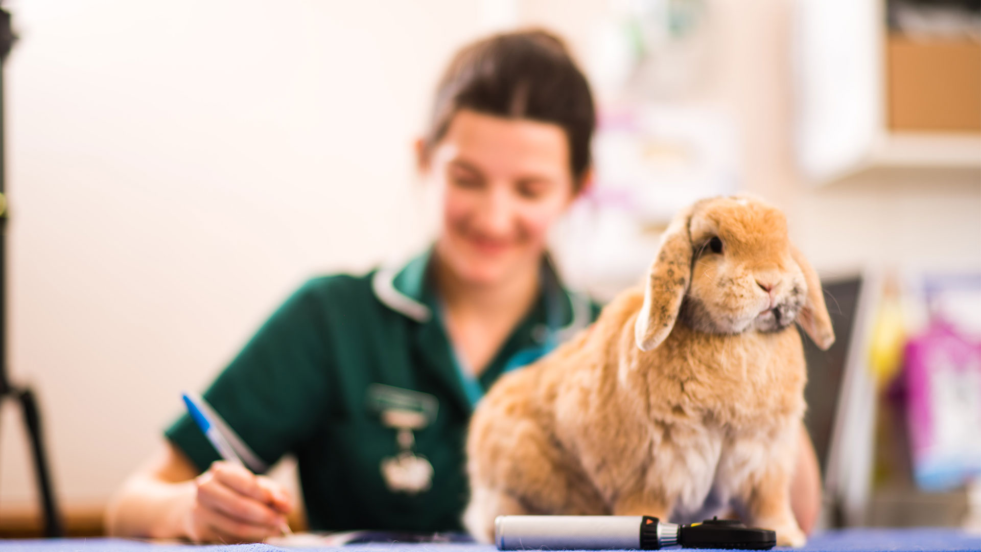 Vaccinations For Your Pets Local Vets in West & East Sussex Grove