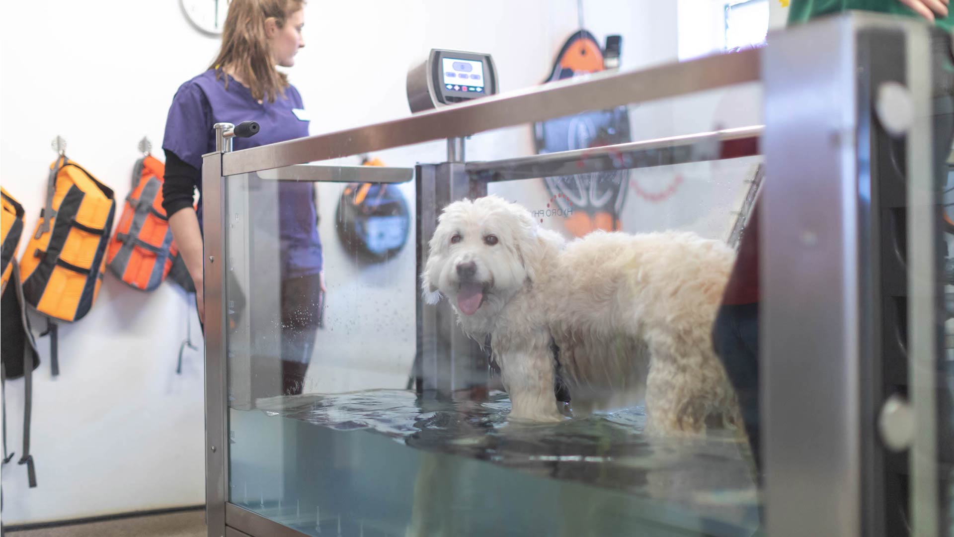 Hydrotherapy Vets in BarrowinFurness Grove Vet Centre