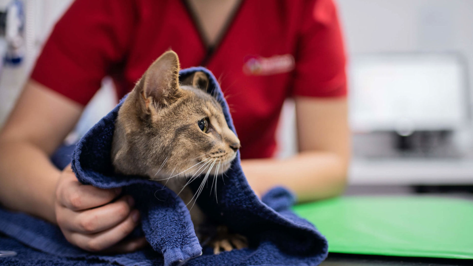 Veterinary CPD Events A new breed of specialist referral hospital