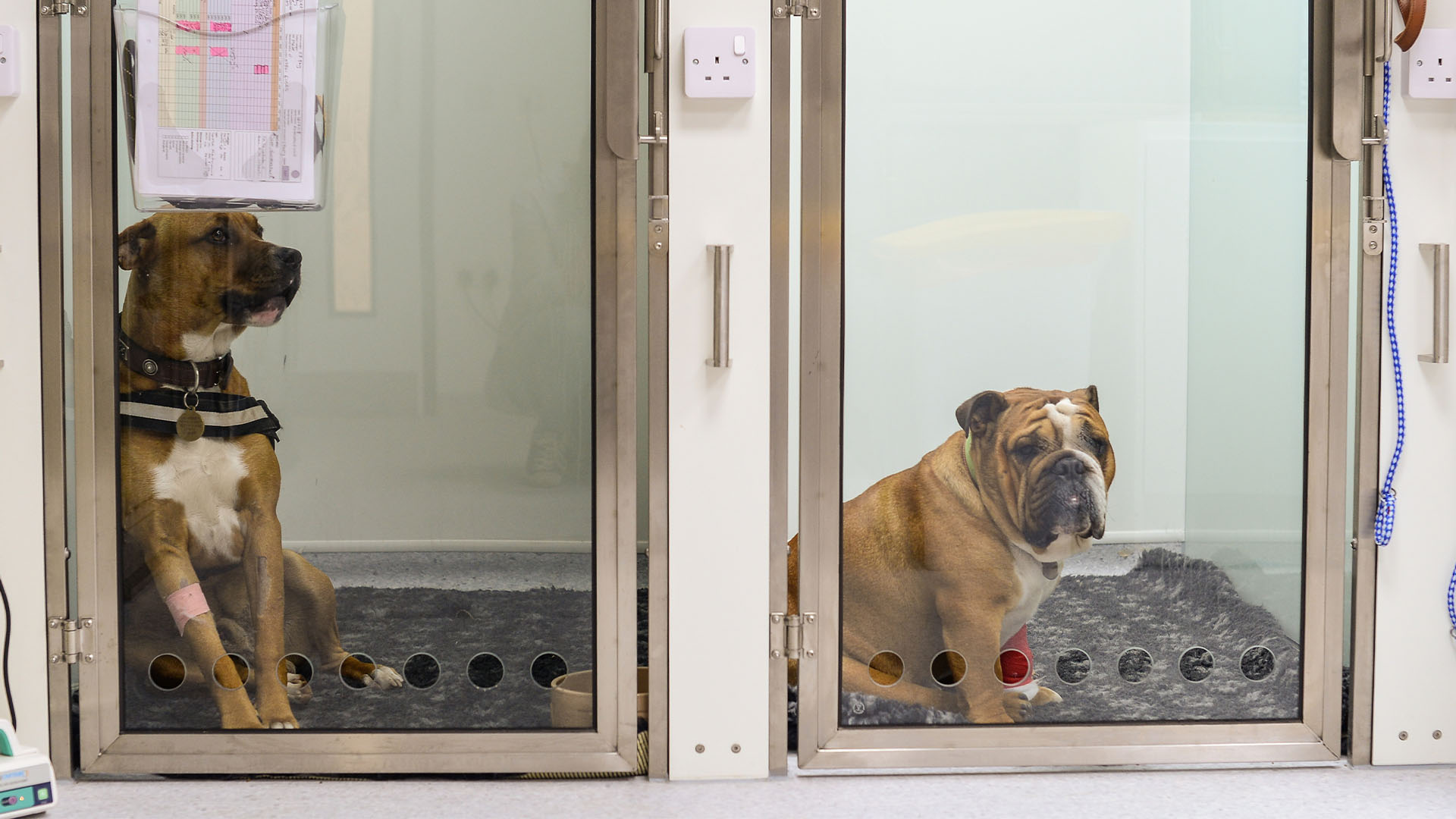 Refer a veterinary case Local Vets in High Hamilton Specialist Referrals