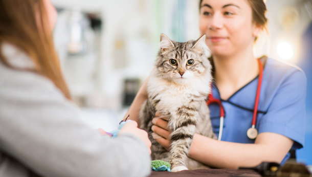 Offers | Local Vets in Salisbury and Ringwood - Hampton Park Vets