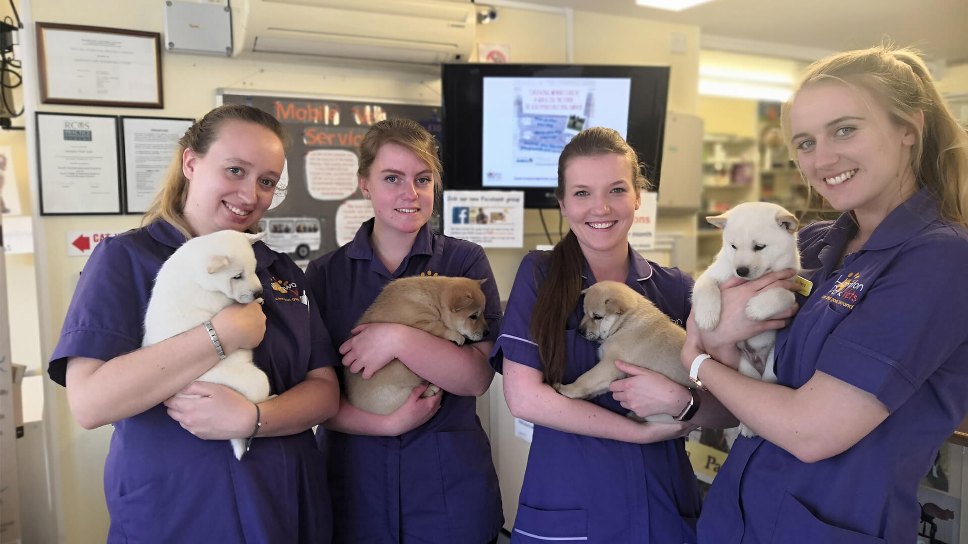 Downton Vets Local Vets In Salisbury Hampton Park Vets downton-vets-local-vets-in-salisbury-hampton-park-vets