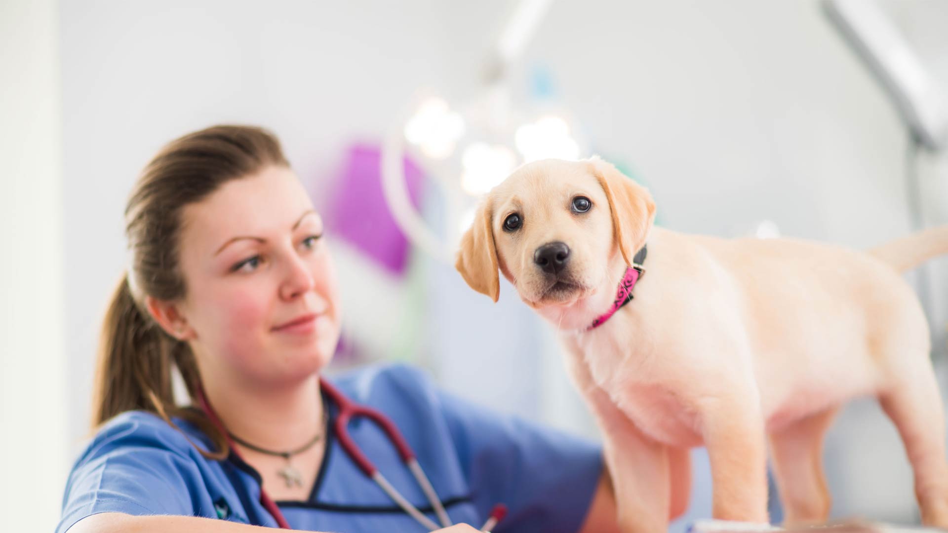 About us Local Vets in Salisbury and Ringwood Hampton Park Vets