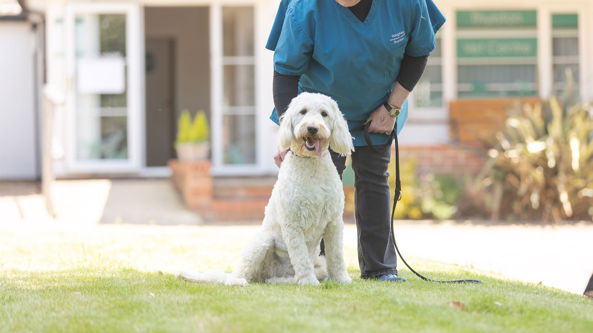 Pet Blog Local Vets in Ipswich, Haughley & Thurston Haughley Vets