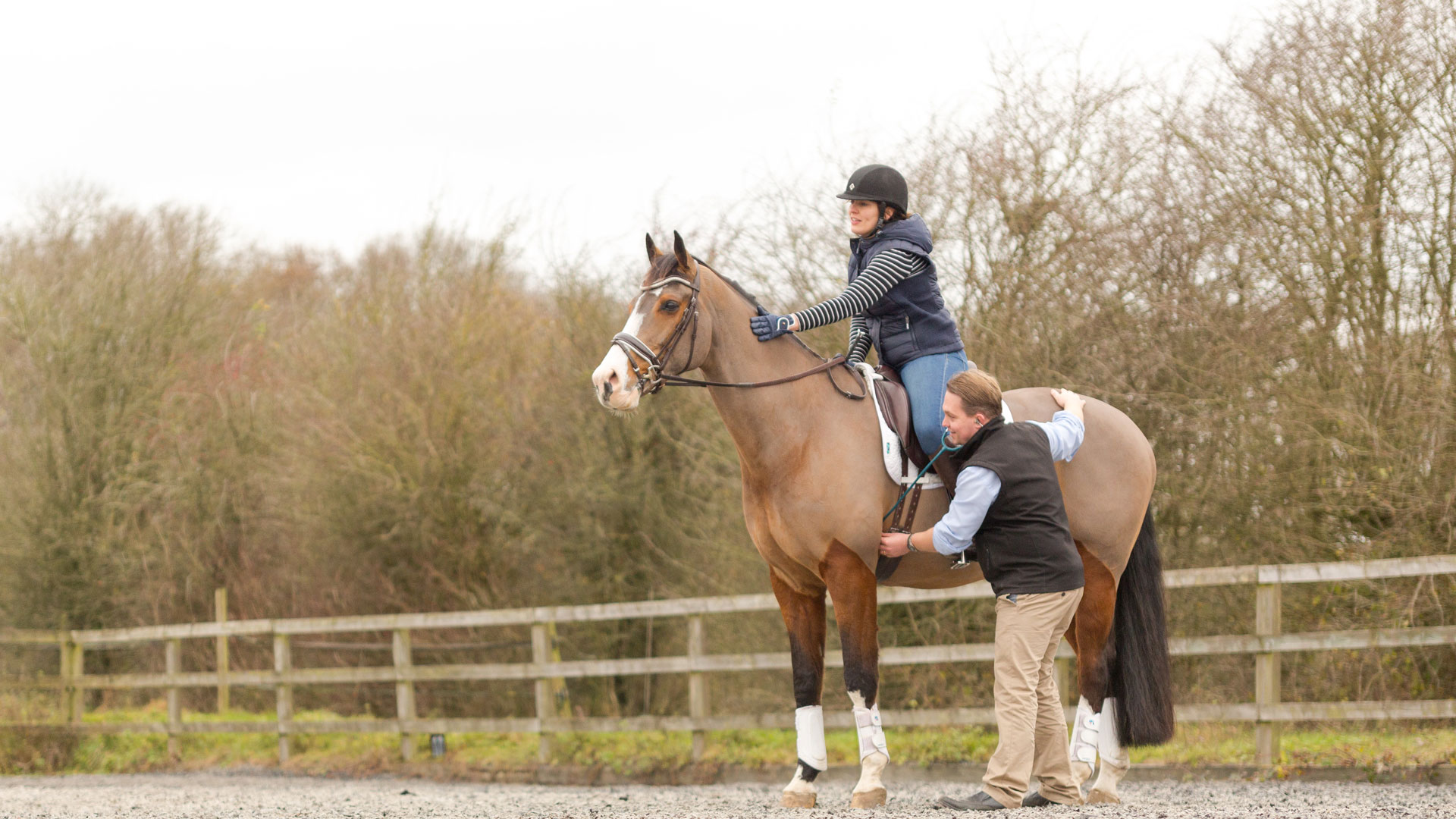 Contact Us The Equine Health Plan Equine Health Plan