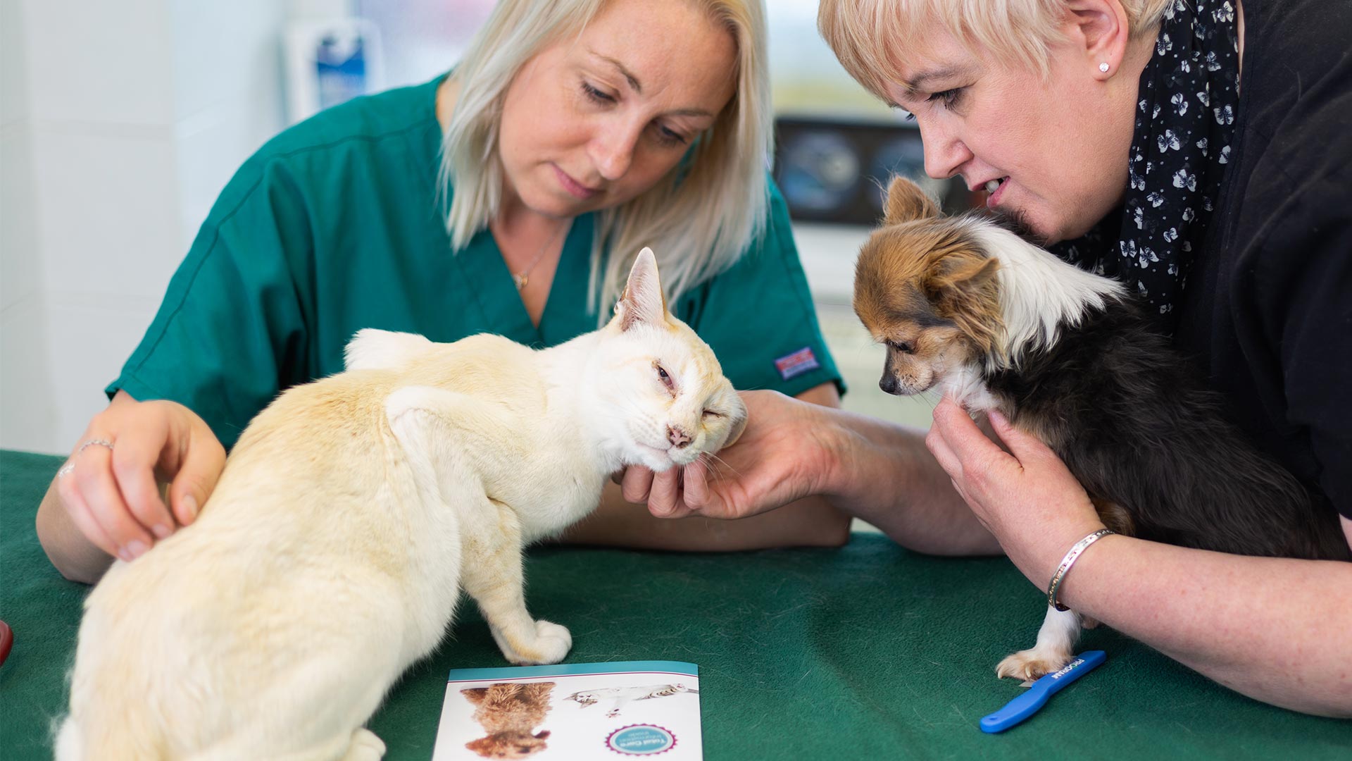 Routine Pet Care Heath Vets in Cardiff Heath Vets