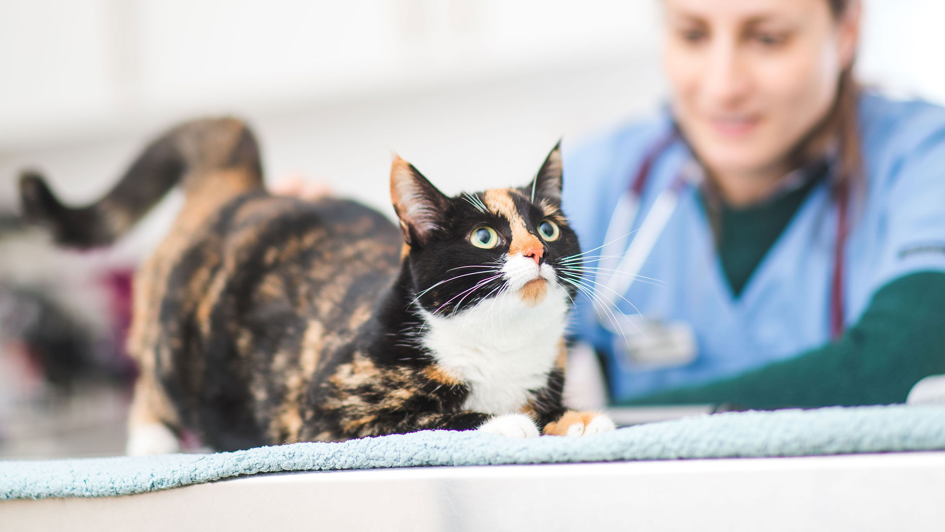 Vets in Hedge End, Southampton | Local Vets in Southampton - Hedgeend Vets