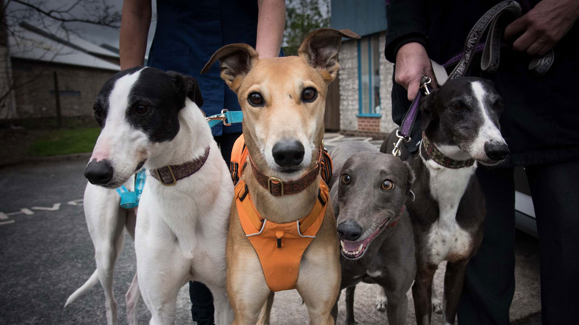 Pet Blood Donation Local Vets in Kendal, Cumbria Highgate Vets