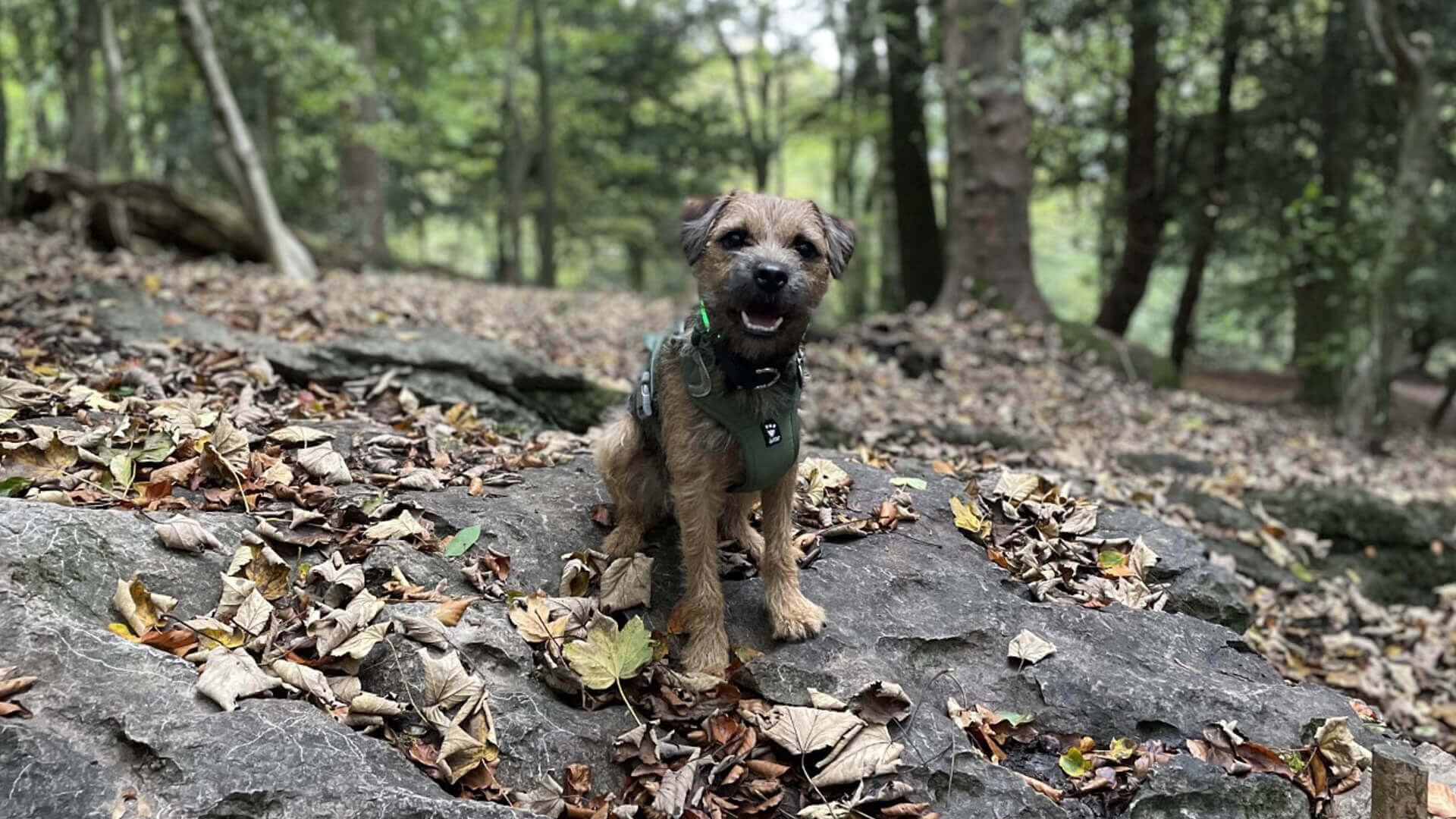 Lost Pet Services Local Vets in Kendal, Cumbria Highgate Vets