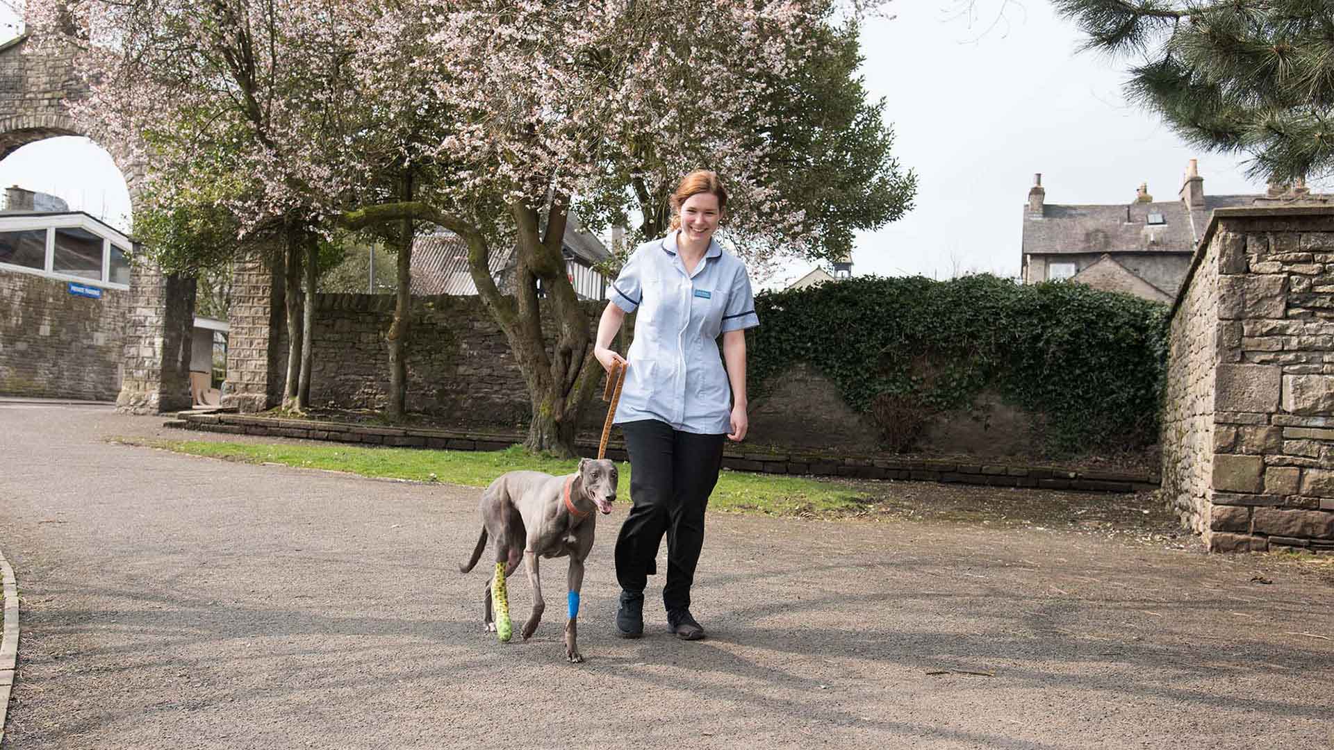 Prices Local Vets in Kendal, Cumbria Highgate Vets