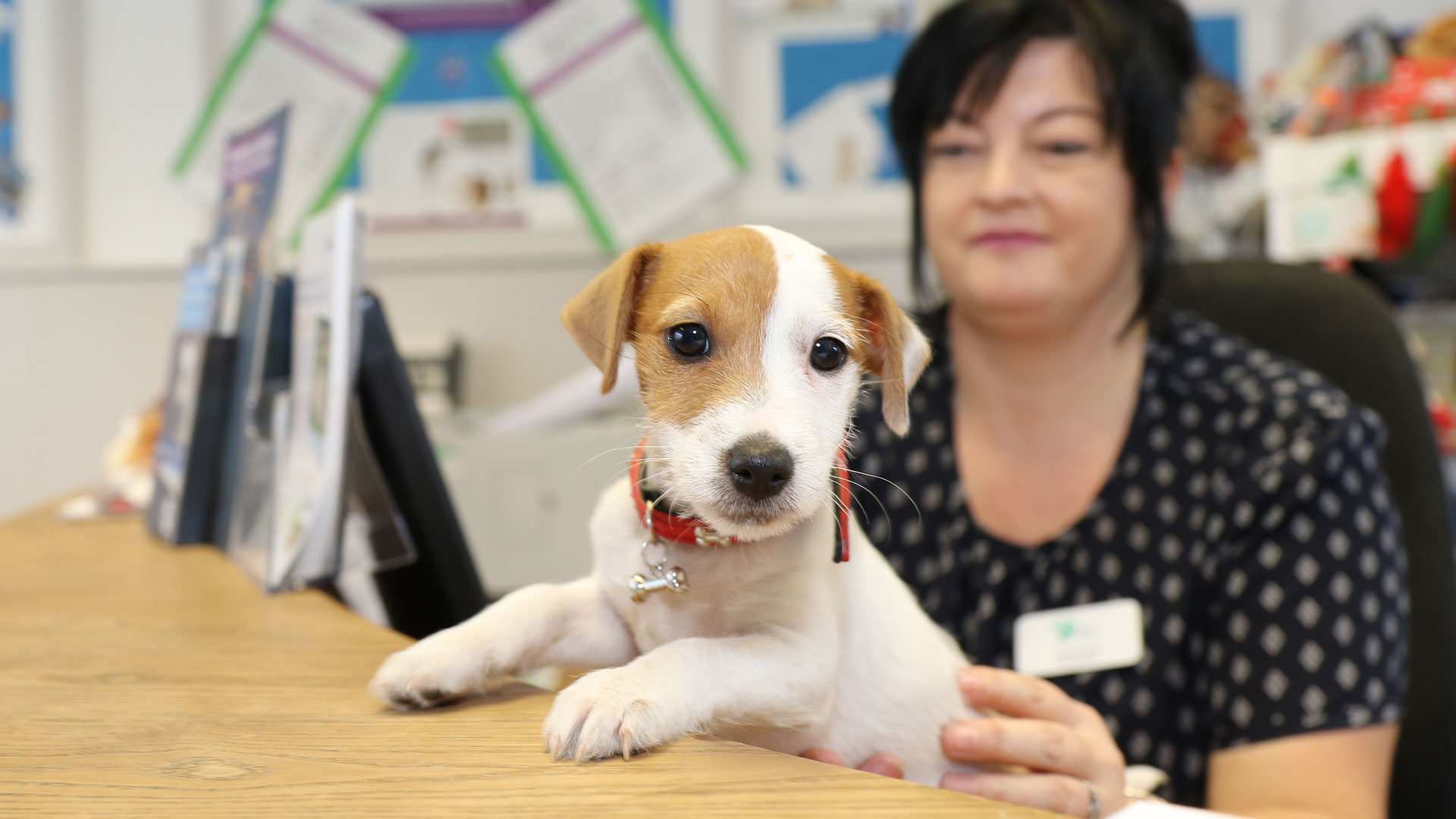 Our Team Local Vets in BurtononTrent Highland Vet Clinic
