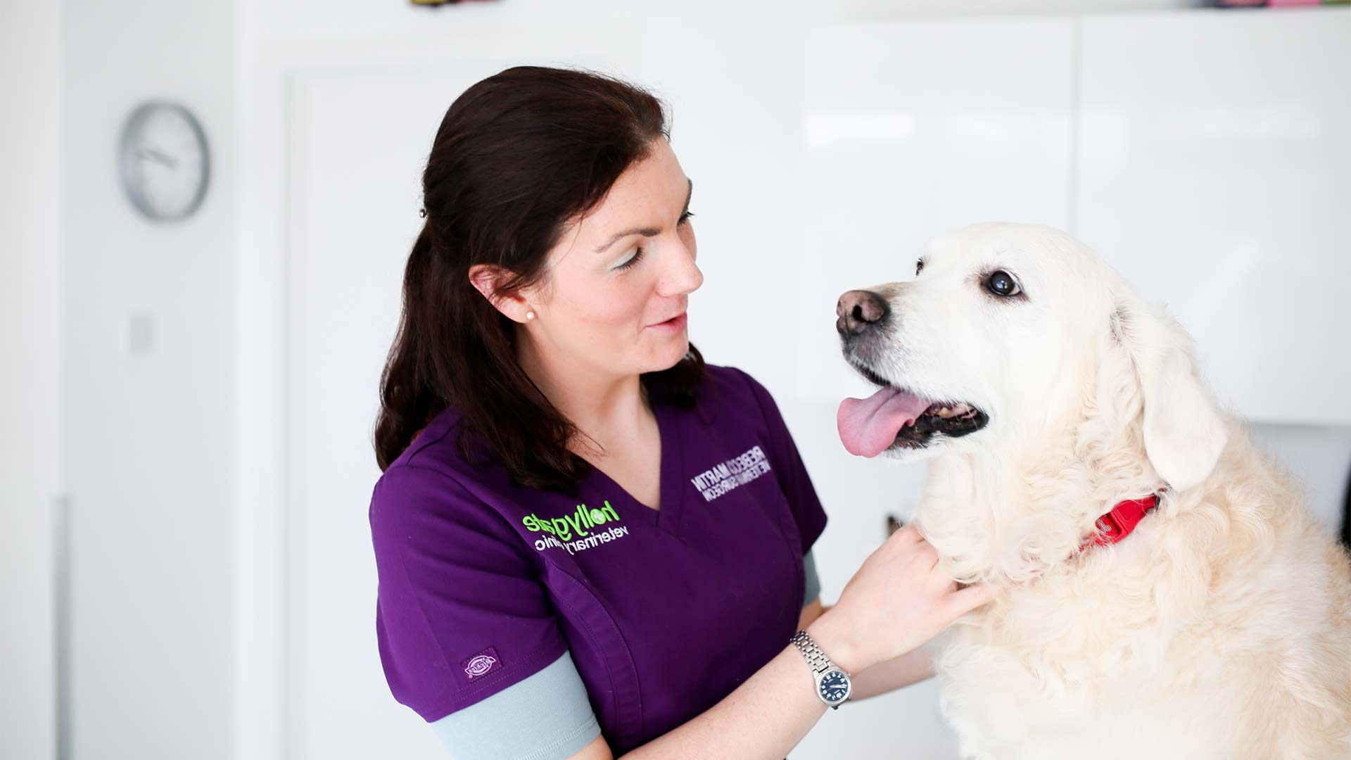 About Us Local Vets in Belfast Hollygate Vets