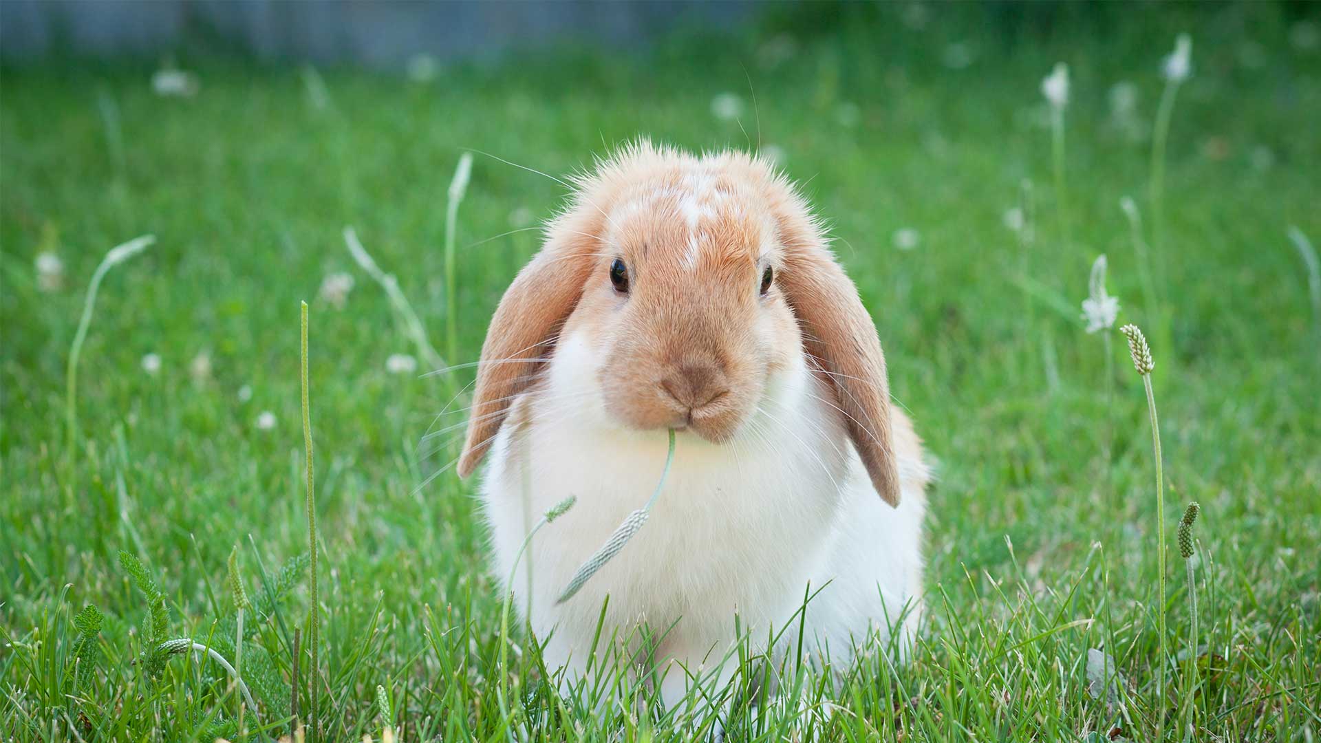 Rabbit Advice from Vets in Leeds Holly House Vets