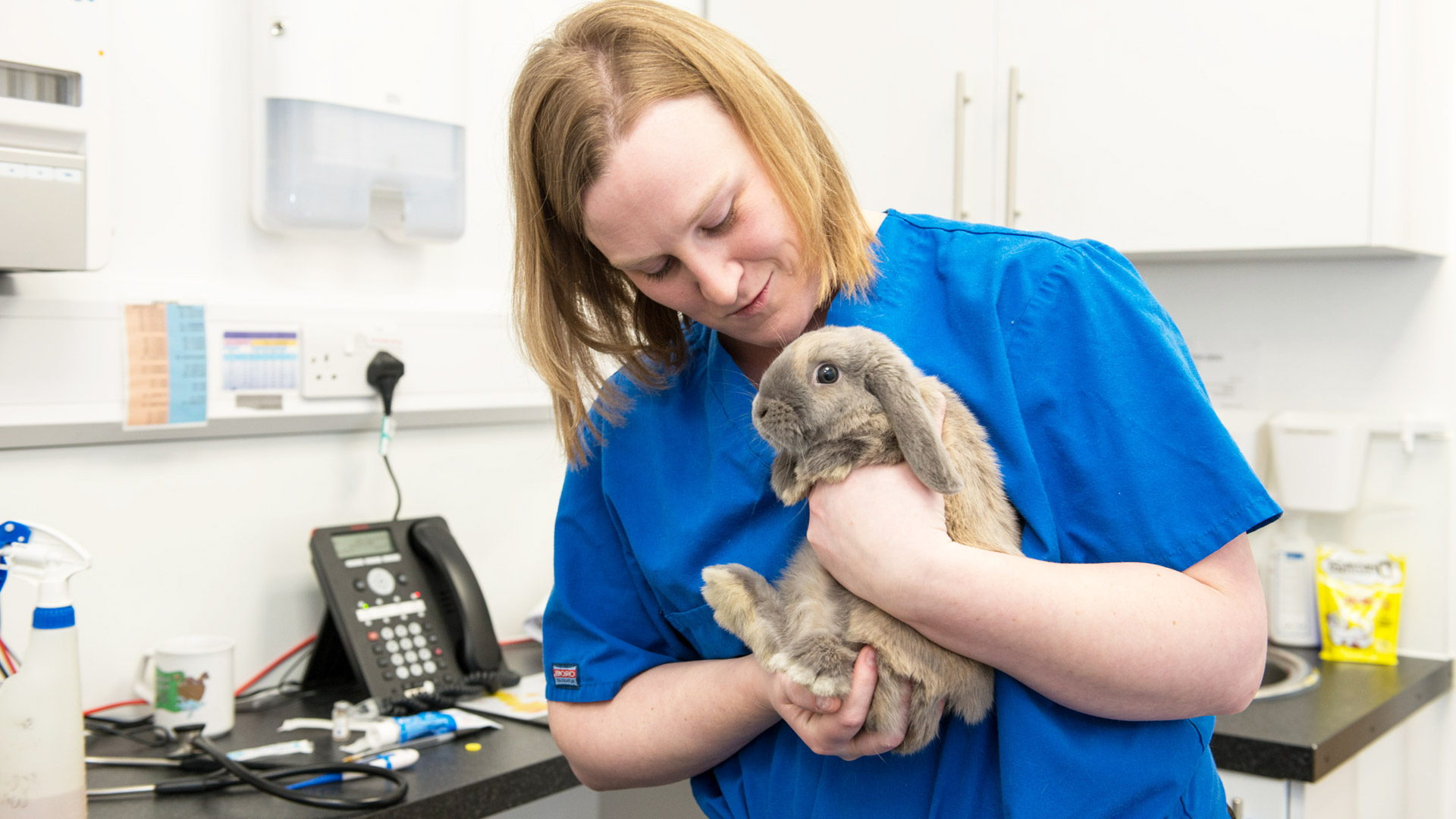 Latest Vet News in Leeds Local Vets Holly House Vets