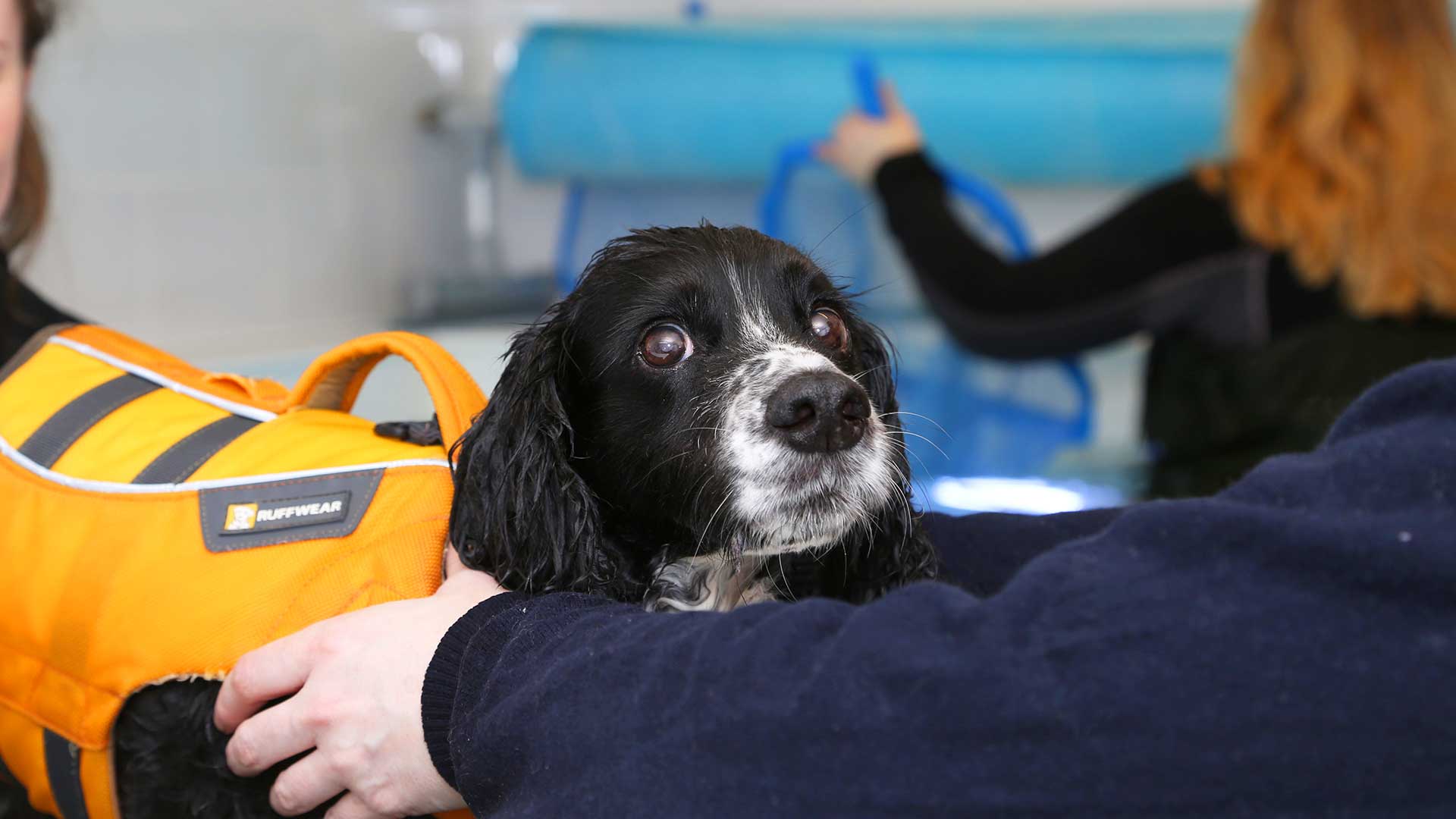 Hydrotherapy Vet Services Dunfermline Inglis Vets