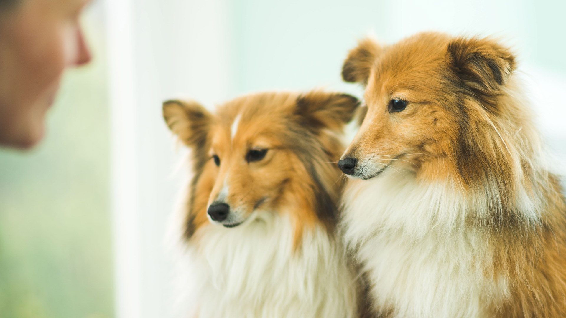 Vacancies Vet Jobs in Dunfermline Inglis Vets