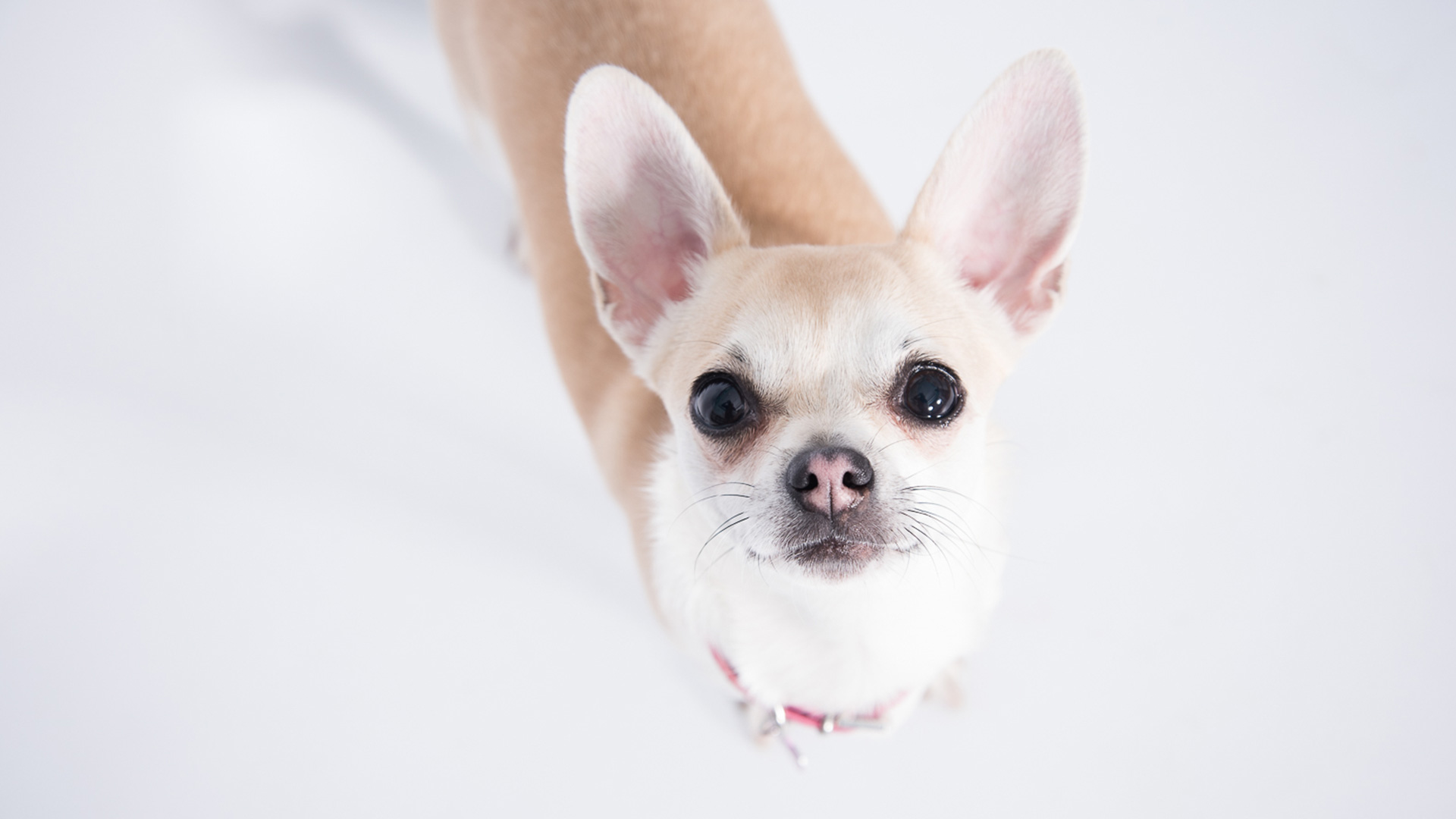 Blog Veterinary News from Dunfermline Inglis Vets