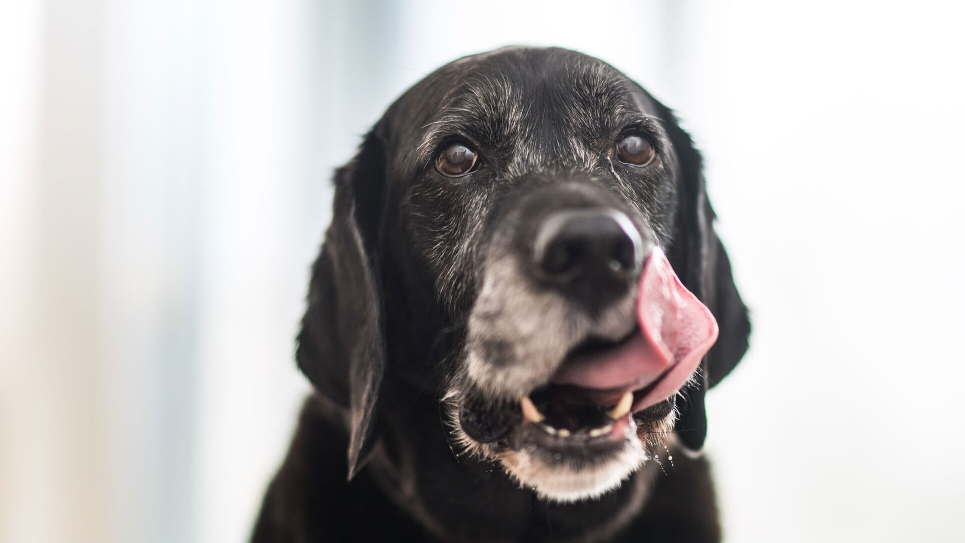 Osteoarthritis Clinic Locals Vets in & around Dunfermline Inglis Vets