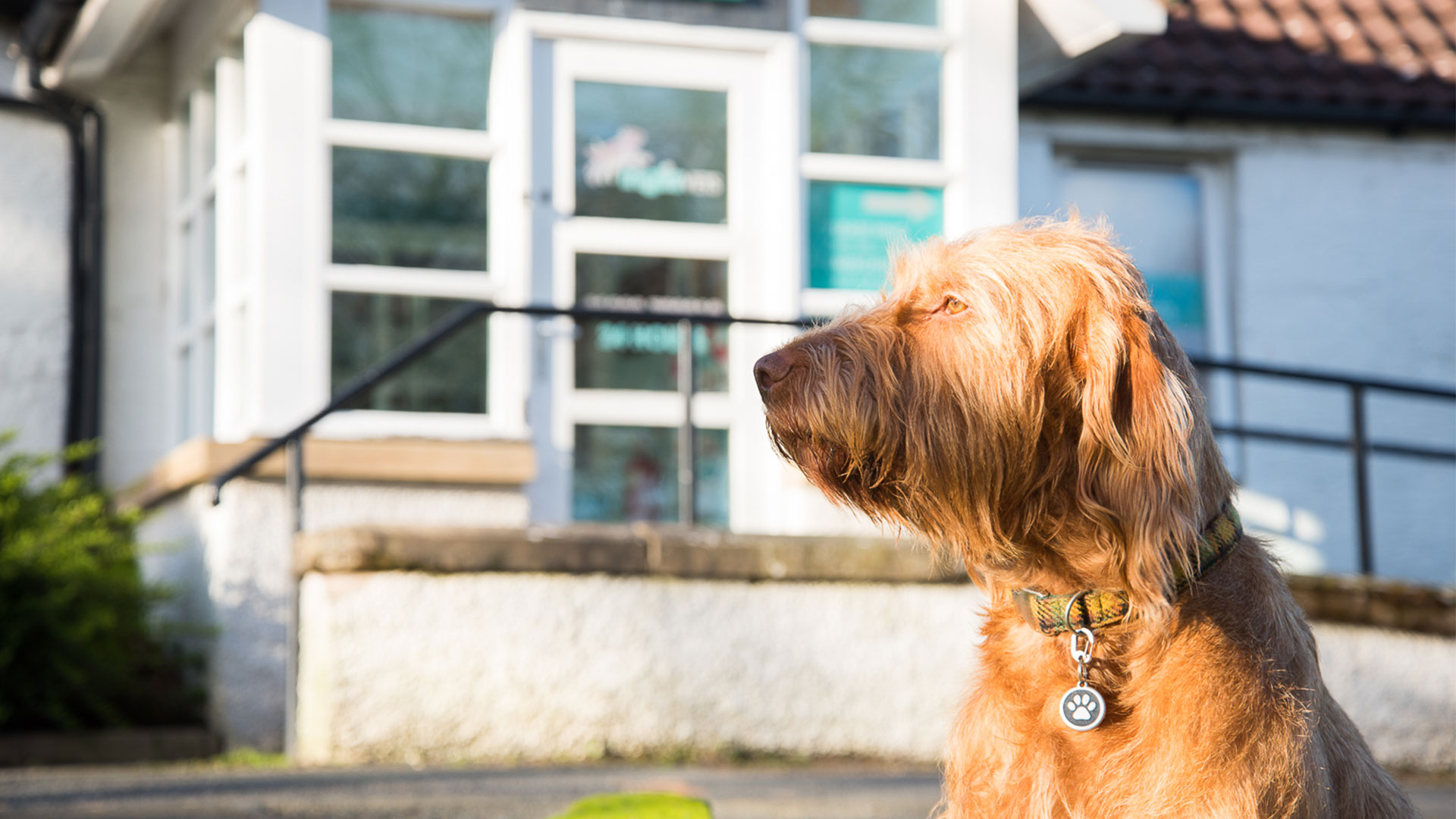 Graduate Programme Dunfermline Vets Inglis Vets