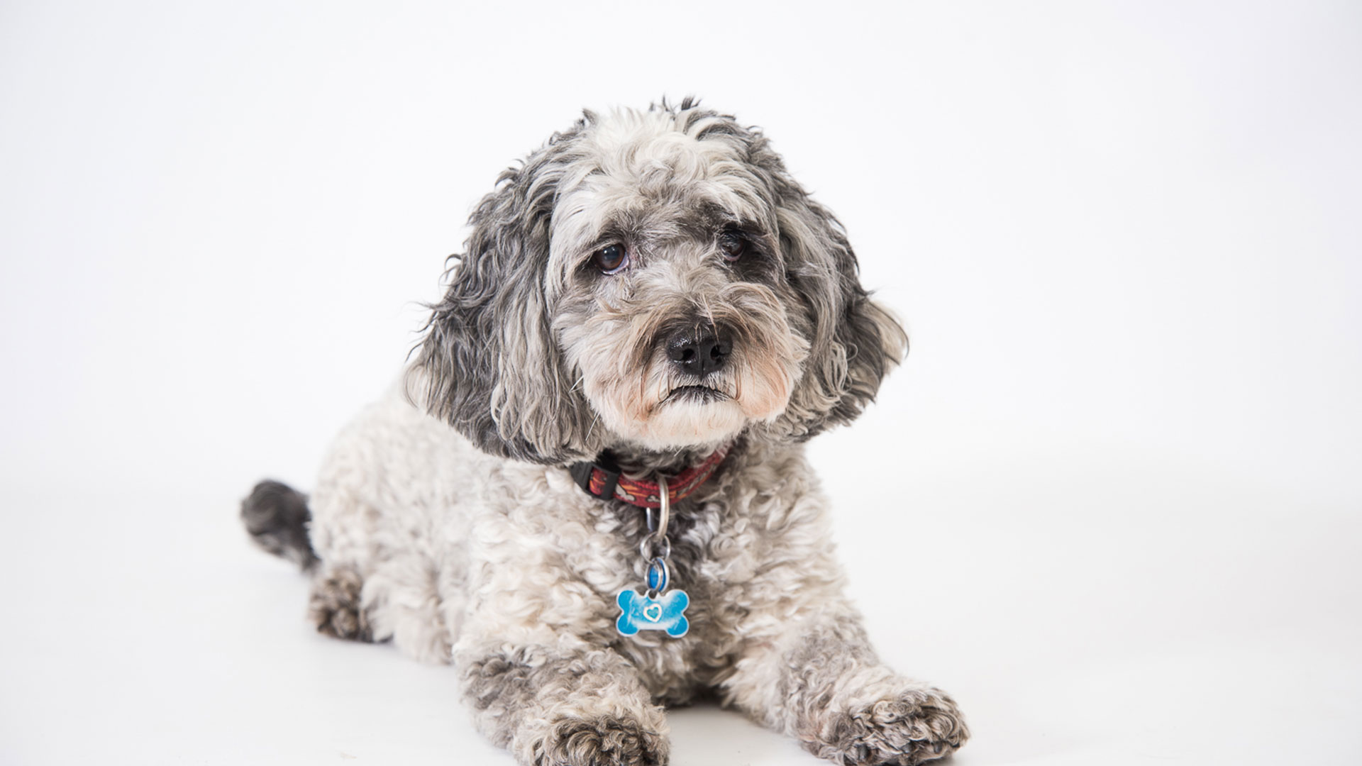 Neutering Vet Services in Dunfermline Inglis Vets