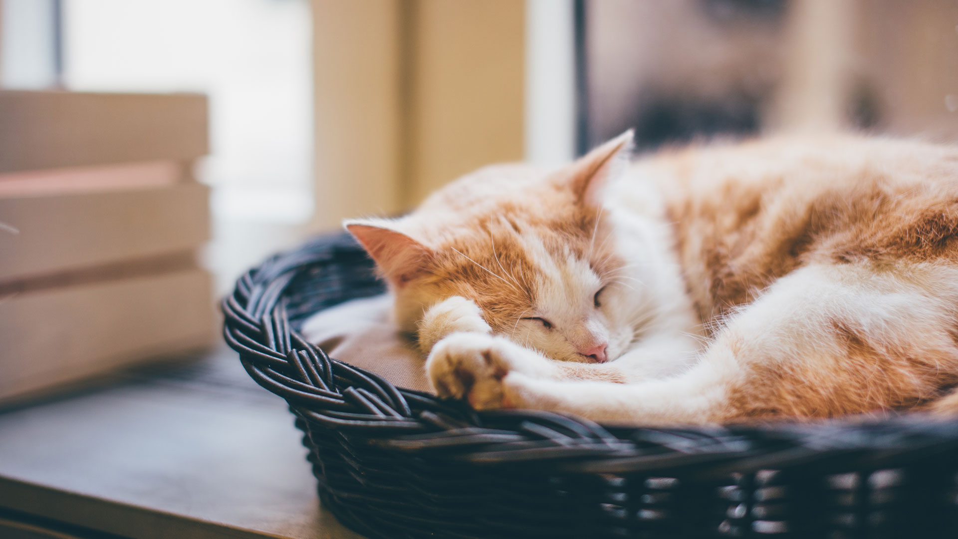 Great Pet Care Deals Vet Offers Dunfermline Inglis Vets