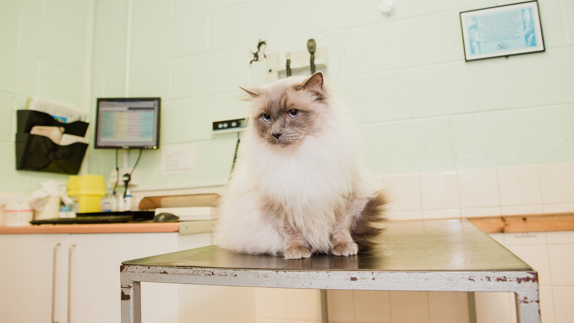 Inshes Vets Price List Vet Prices in Inverness Inshes Vets