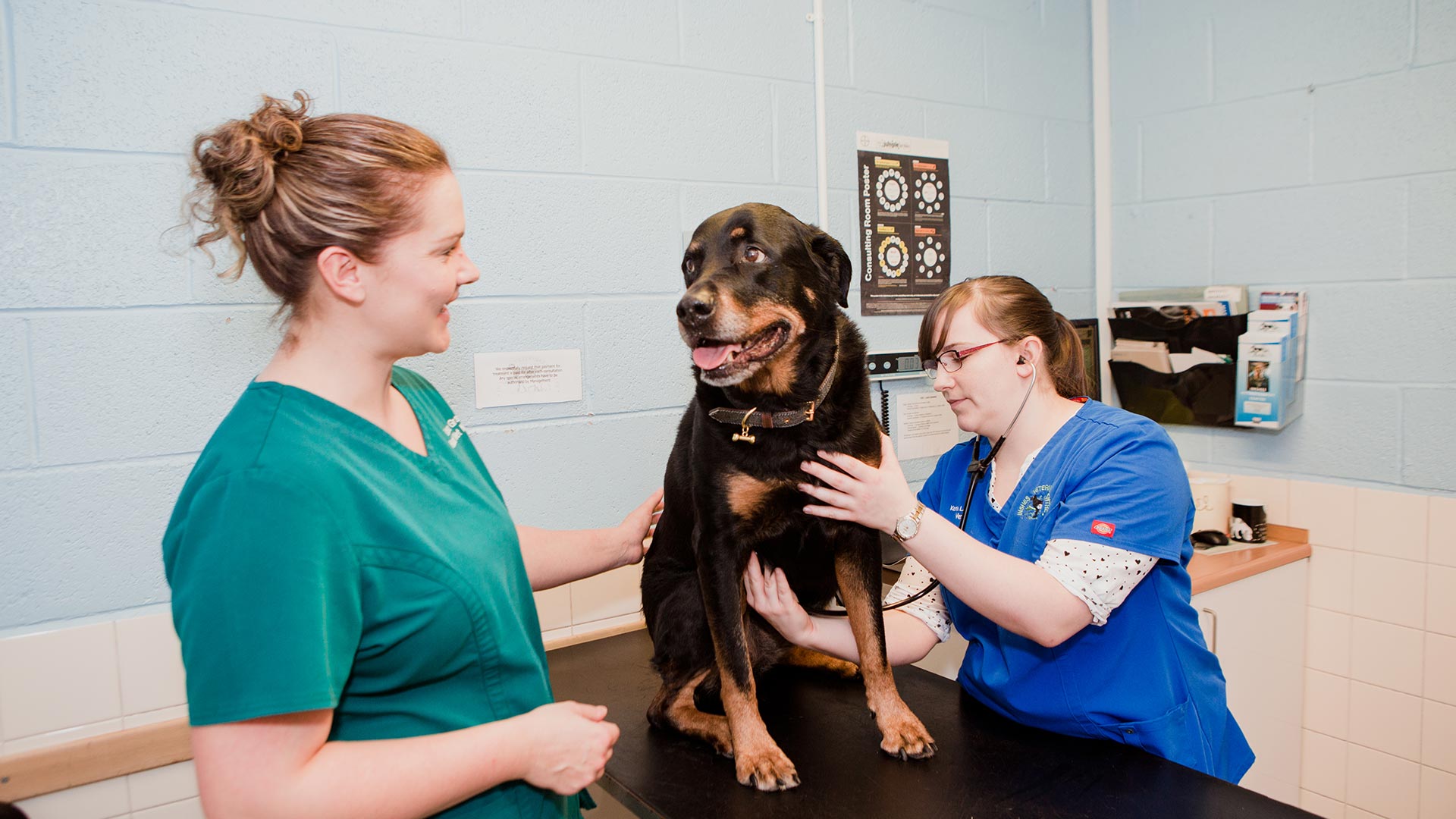 Useful Links | Pet Care in Inverness - Inshes Vets