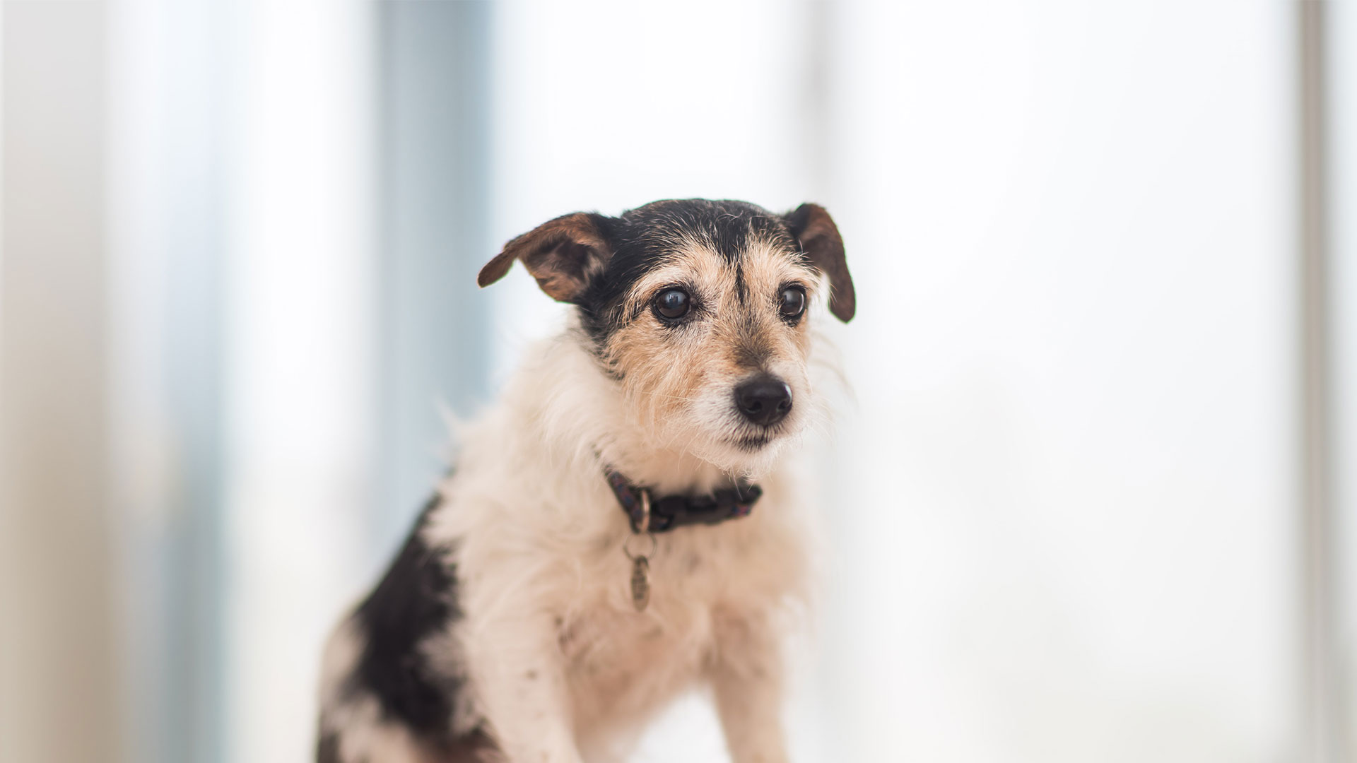 Mobility Advice from Arg Beiyn Vets Isle of Man Onchan