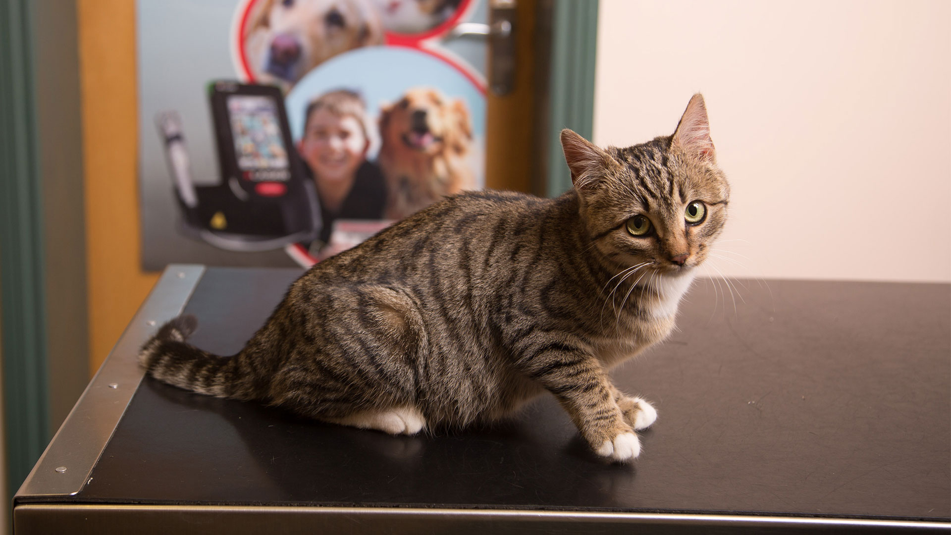 Great Pet Offers from Arg Beiyn Vets in the Isle of Man