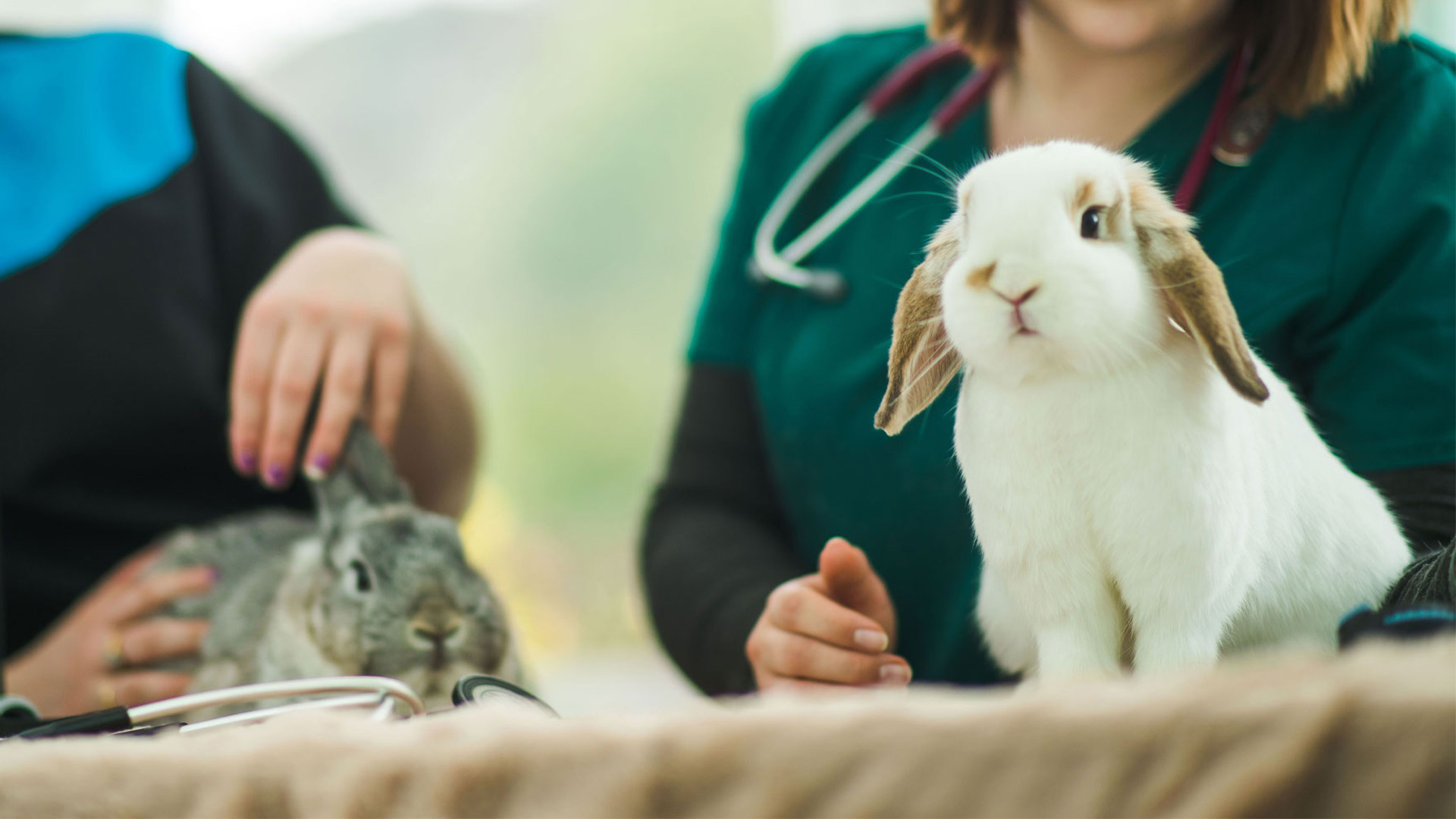 Isle Veterinary Group Limited About us Isle Vet Group