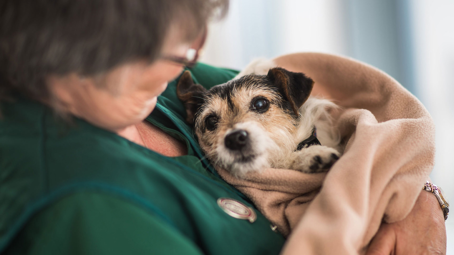 Isle Veterinary Group Limited Acupuncture Isle Vet Group