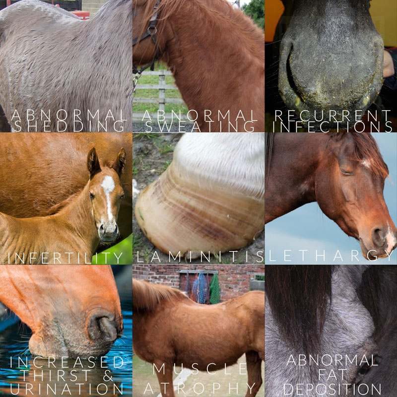 Equine Cushing's Disease Equine Vets in Cornwall Penmellyn Equine Vets