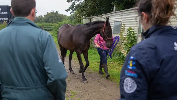 Horse walk up examination