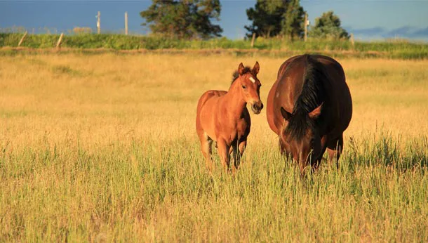 Horse and foal