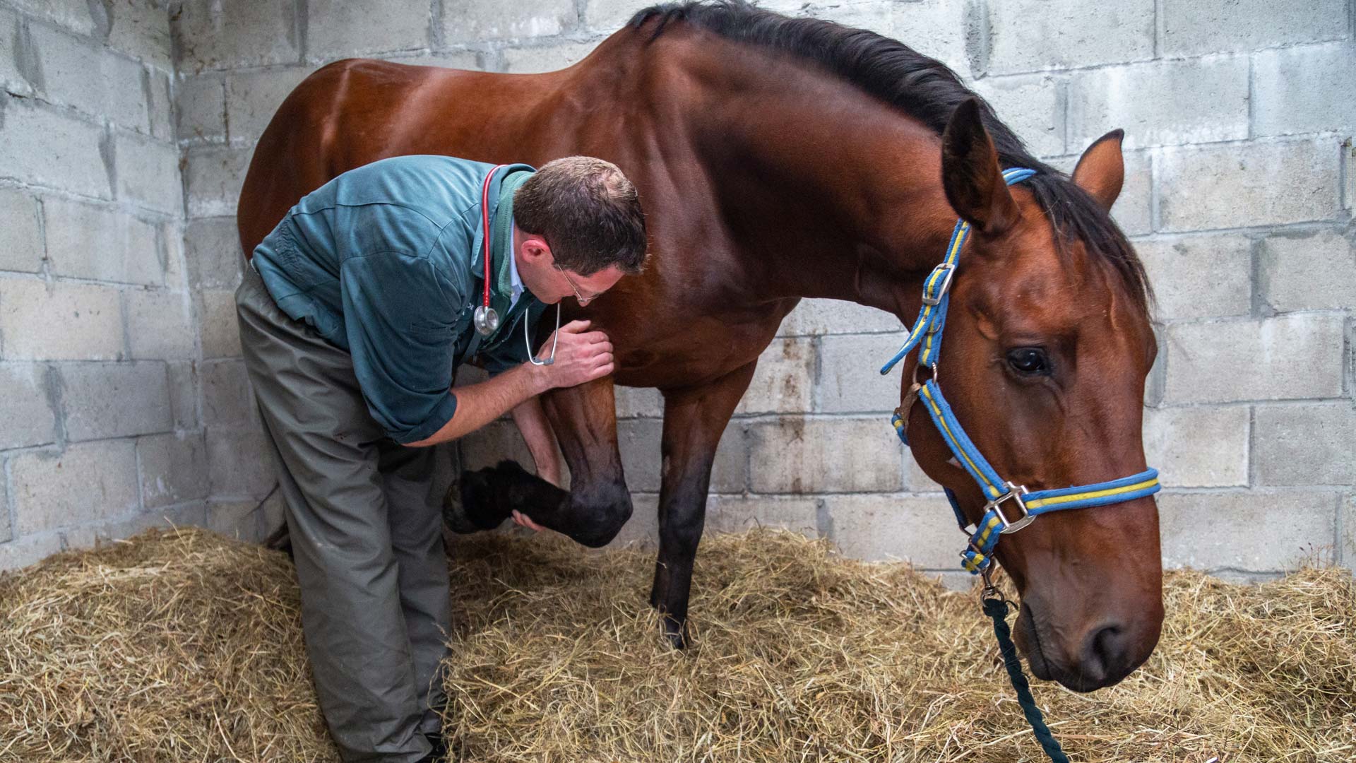 Equine veterinary services in Bodmin and Cornwall - Kernow Farm and Equine