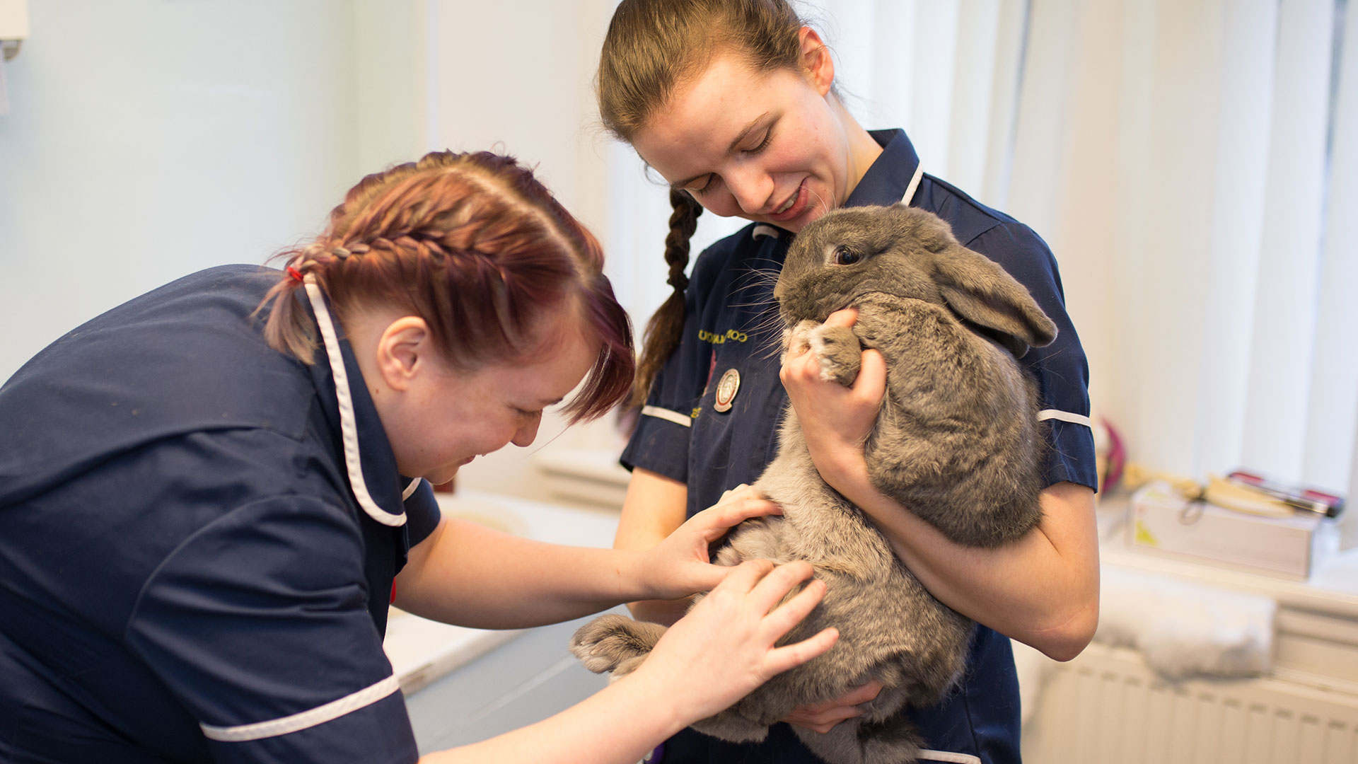 Rabbit Services in Johnstone, Glasgow Kilbarchan Vets Kilbarchan Vets