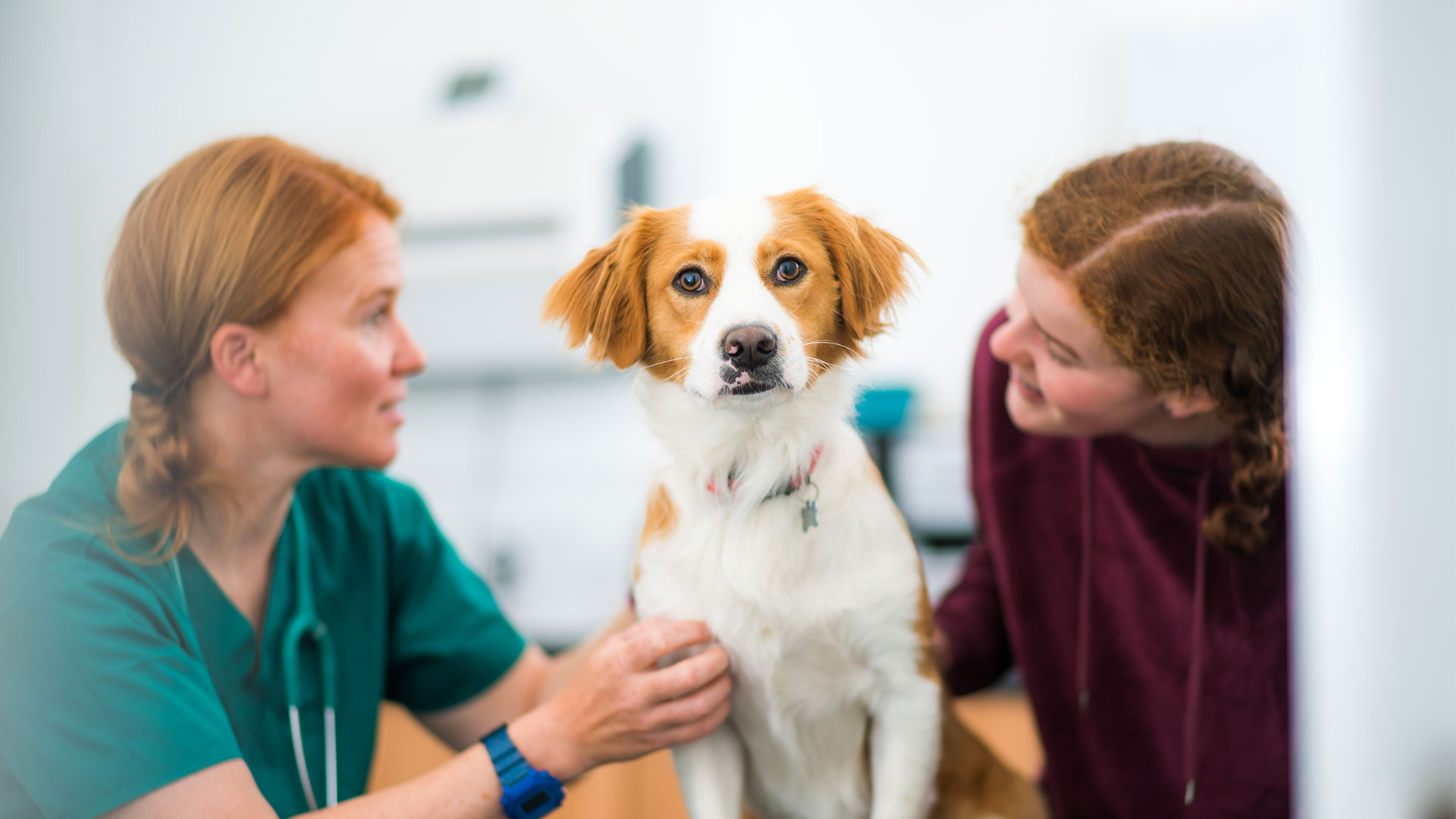 Request an Appointment Local Vets in Crewkerne, Martock, Taunton