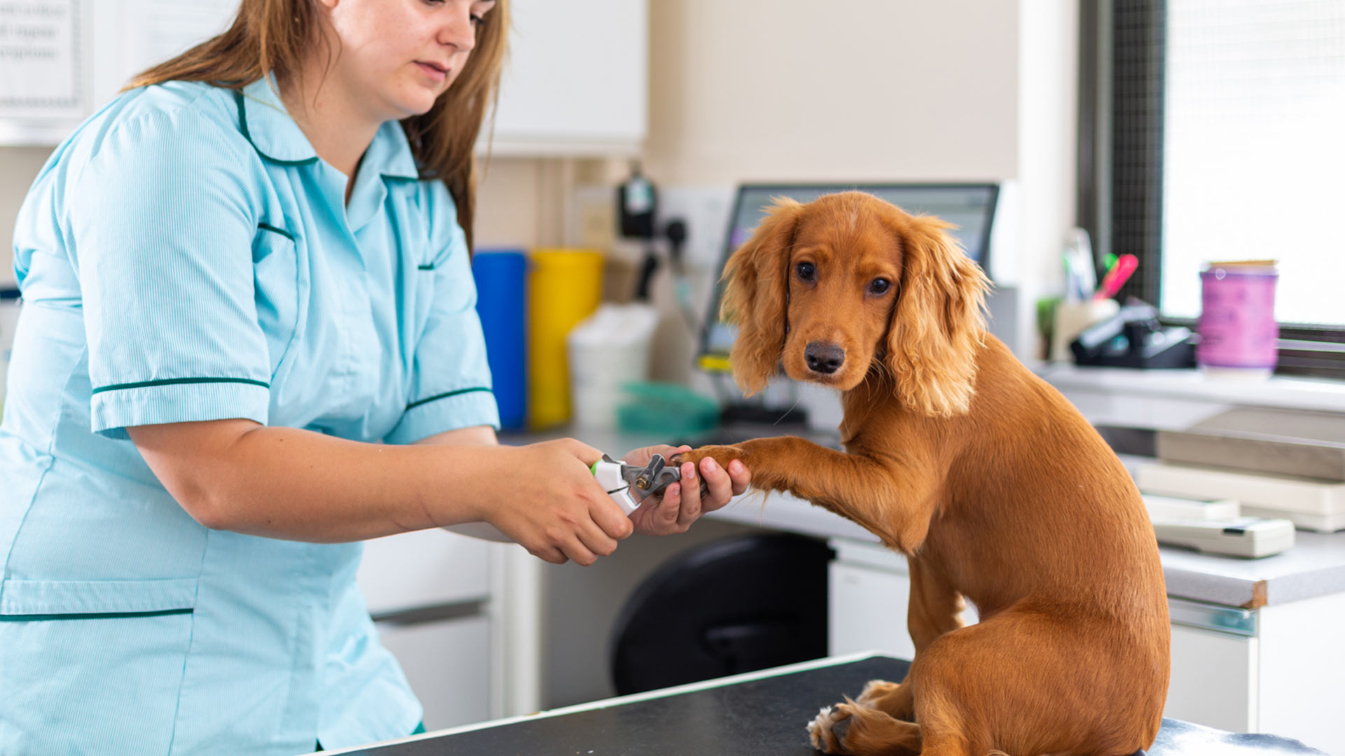 (c) Kingfishervets.co.uk