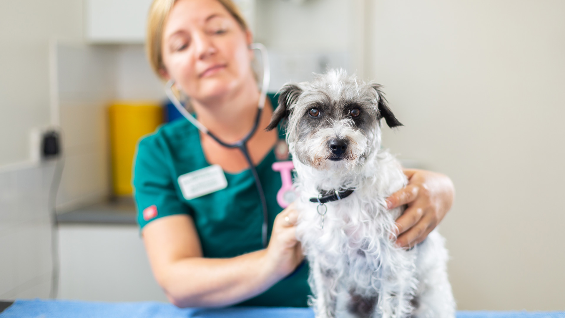 Pet Care Services In Southampton | Kingfisher Vet Practice - Kingfisher ...