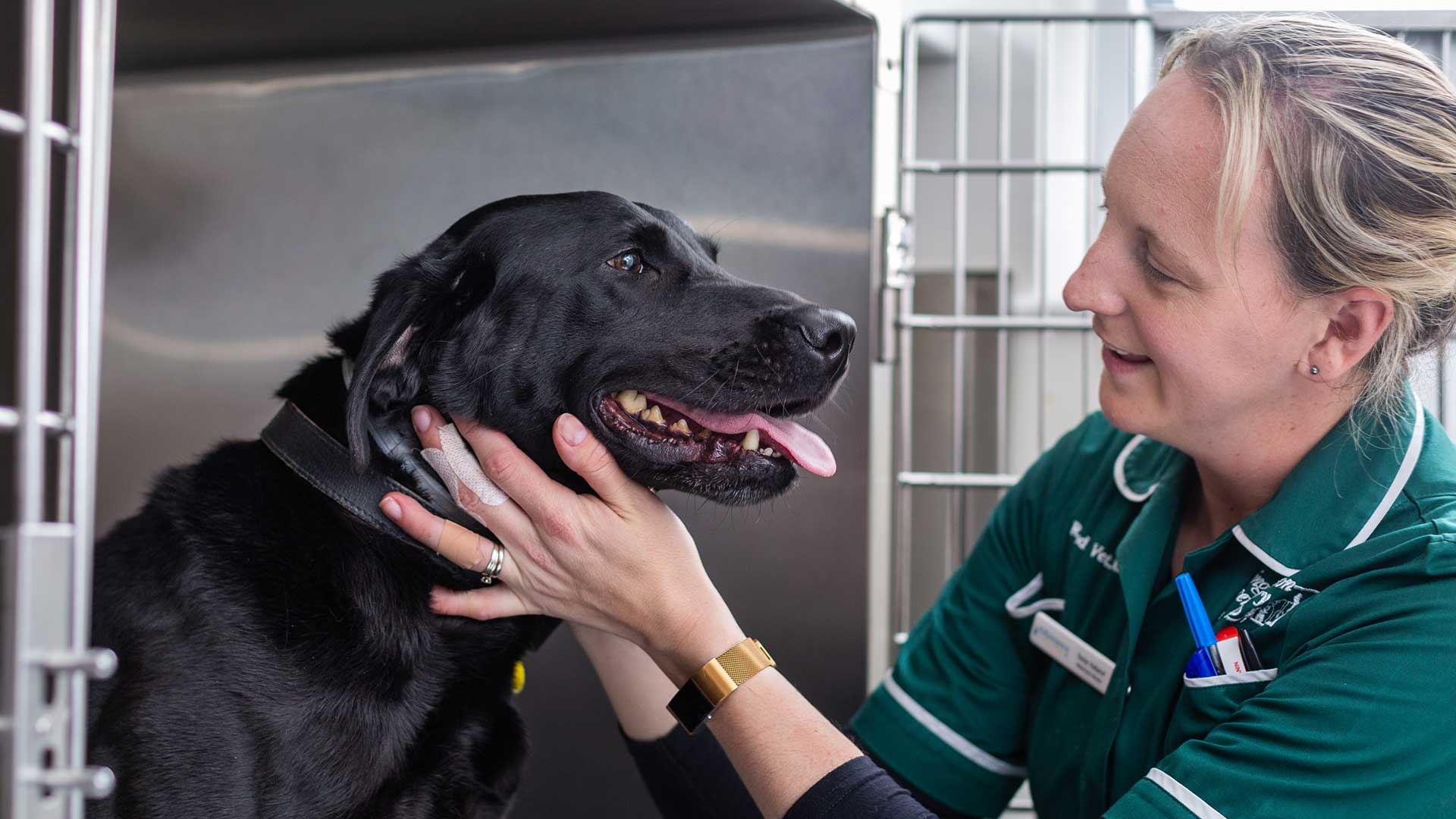 Choosing a Vet Kingsteighton Veterinary Group