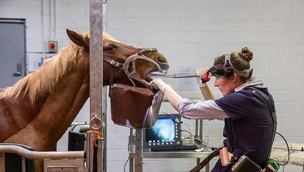 dental visit horse