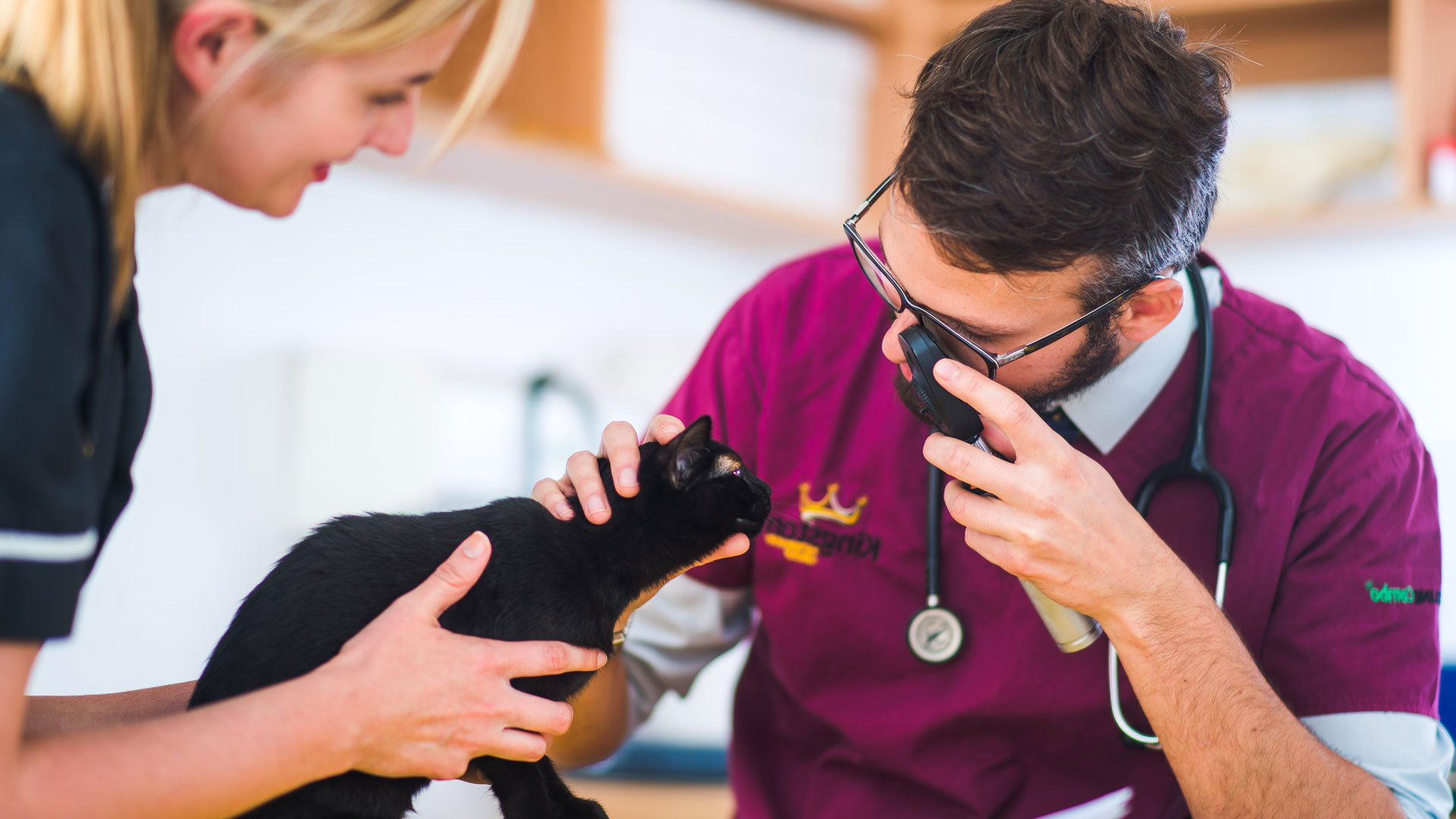 Register your pet Kingston Vets