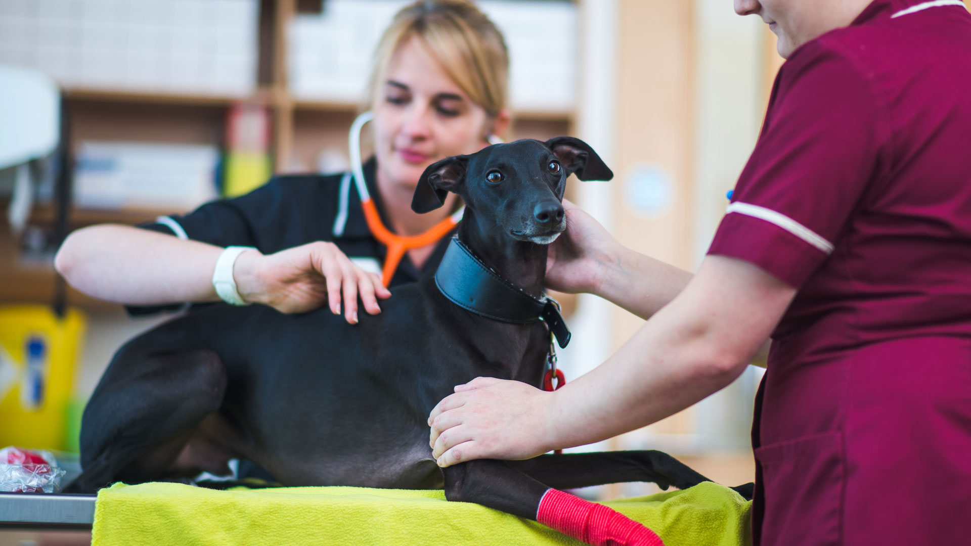 About Kingston Hull Vets Your Local Vet Kingston Vets