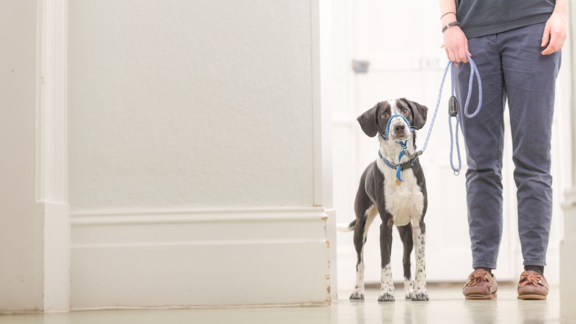 Pet Advice from Vets in Hull Kingston Vets