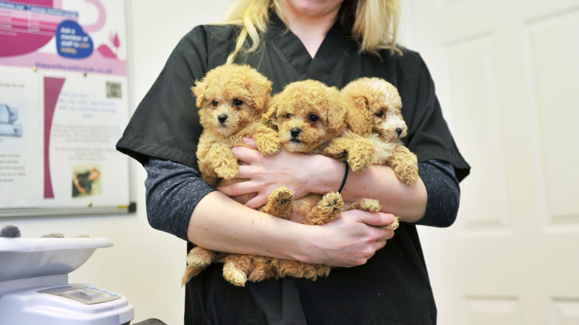 Puppy Socialising Local Vets in East Sussex Well House Vets