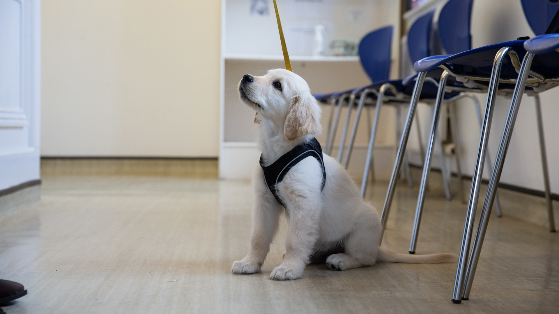 Dog Vaccinations Vets in Sherborne, Yeovil & Gillingham Kingston