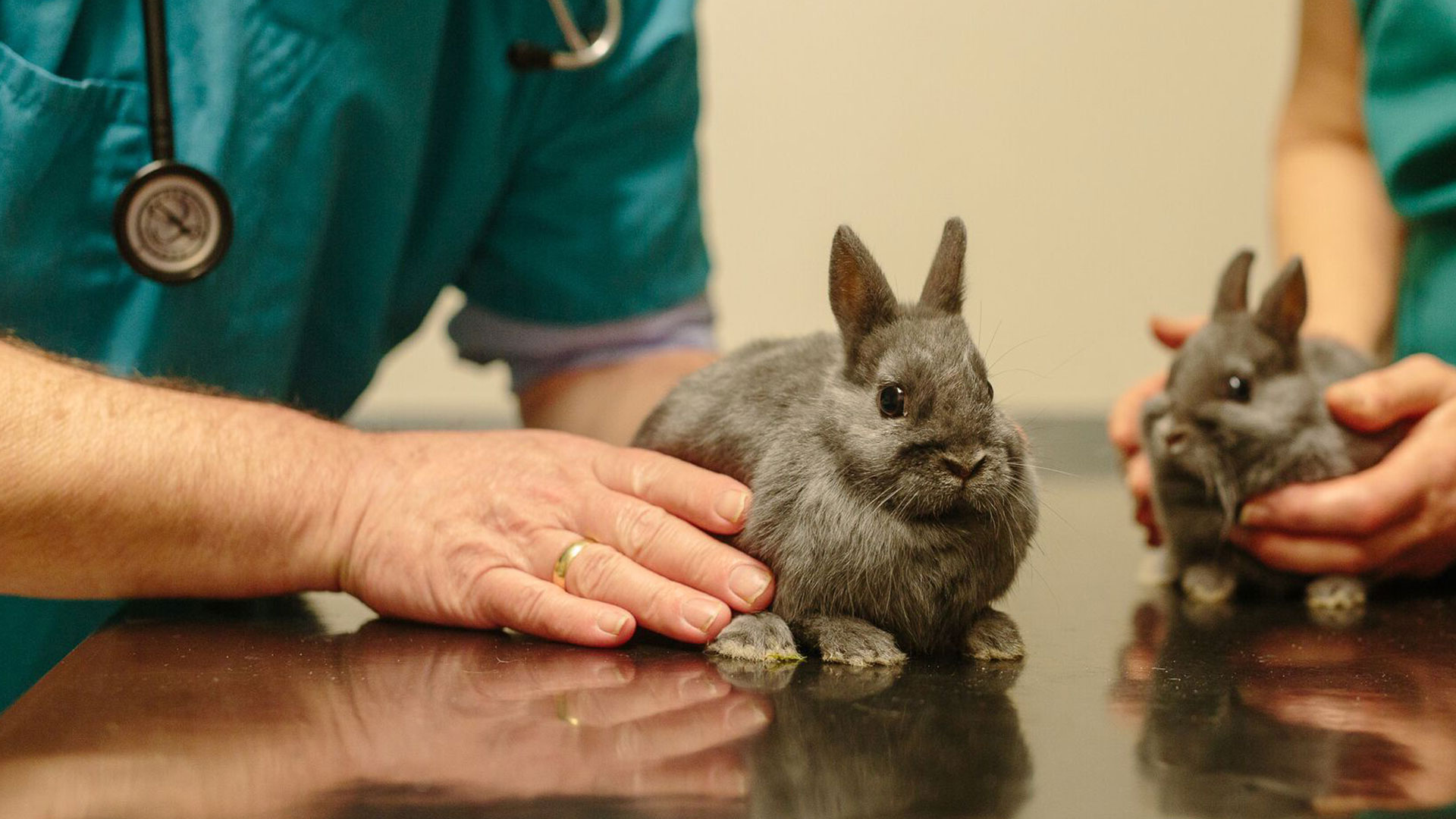 Meet Our Team Vets in Sherborne, Yeovil & Gillingham Kingston Vets