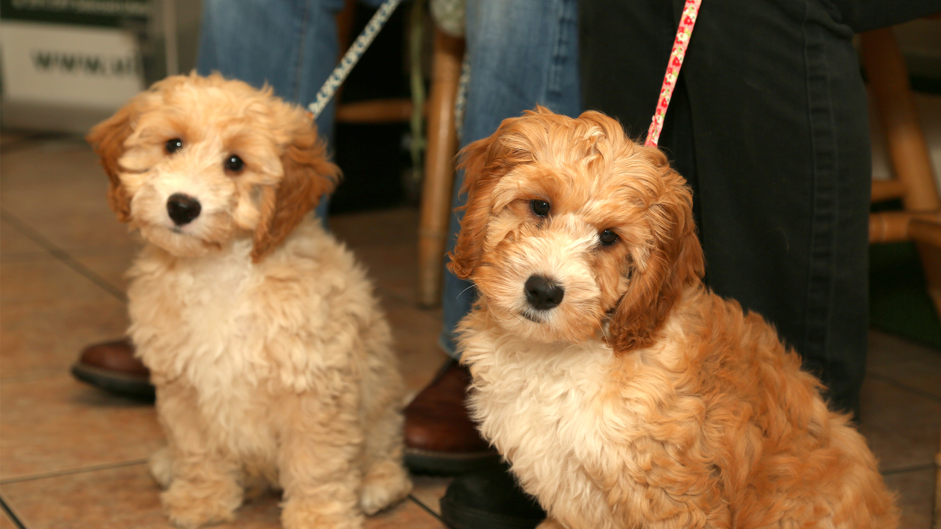 Pet Advice Vets in Sherborne, Yeovil & Gillingham Kingston Vets Somerset