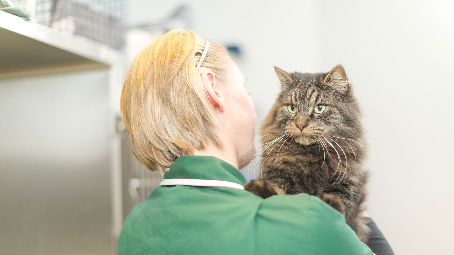 Information on Common Pet Ailments from Kingswood Vets Surrey